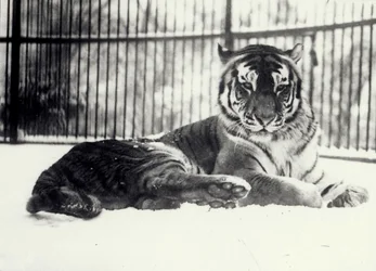 Siberian or Amur Tiger 